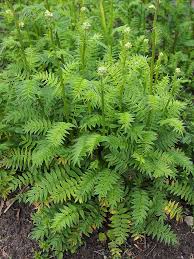 Image result for Polemonium coeruleum