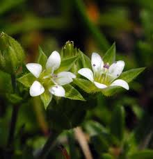 Attēlu rezultāti vaicājumam “Arenaria serpyllifolia flower”