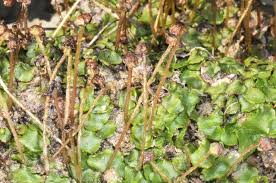 Attēlu rezultāti vaicājumam “Preissia quadrata”