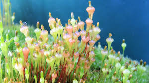 Attēlu rezultāti vaicājumam “Splachnum ampullaceum”