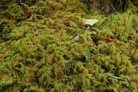 Attēlu rezultāti vaicājumam “Hylocomium splendens sporophyte”