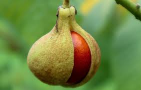 Attēlu rezultāti vaicājumam “Impatiens parviflora fruit”