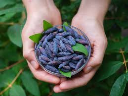 Attēlu rezultāti vaicājumam “Lonicera caerulea var. pallasii fruit”