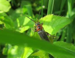 Attēlu rezultāti vaicājumam “Cantharis rustica”