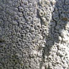 Attēlu rezultāti vaicājumam “Thelotrema lepadinum”