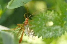 Attēlu rezultāti vaicājumam “Shargacucullia scrophulariae larva”