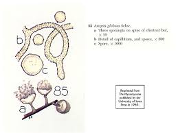 Attēlu rezultāti vaicājumam “Collaria arcyrionema spores”