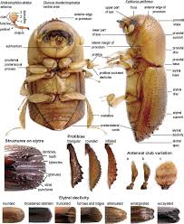 Attēlu rezultāti vaicājumam “Scolytus scolytus, Scolytus multistriatus”
