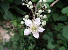 Attēlu rezultāti vaicājumam “Rubus saxatilis flower”