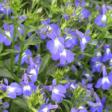 Image result for Lobelien