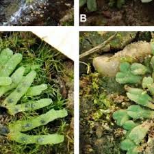 Attēlu rezultāti vaicājumam “Riccia bifurca”
