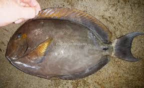 Image result for Acanthurus blochii