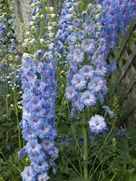 Attēlu rezultāti vaicājumam “Delphinium elatum”