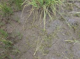 Attēlu rezultāti vaicājumam “Isoetes echinospora”