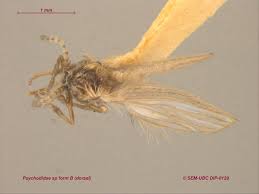 Attēlu rezultāti vaicājumam “Psychodidae”