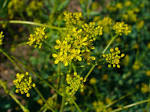 File:<b>Isatis</b> tinctoria 002.JPG