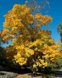 Attēlu rezultāti vaicājumam “Carya ovata”