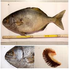 Image result for Kyphosus