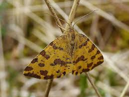 Attēlu rezultāti vaicājumam “Pseudopanthera macularia”
