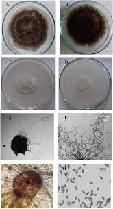 Attēlu rezultāti vaicājumam “Rhabdoweisia fugax sporophyte”