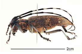 Attēlu rezultāti vaicājumam “Monochamus galloprovincialis”