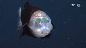 Attēlu rezultāti vaicājumam “Microstoma protracta”