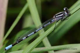 Attēlu rezultāti vaicājumam “Enallagma cyathigerum male”