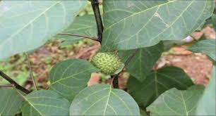 Attēlu rezultāti vaicājumam “Datura stramonium fruit”