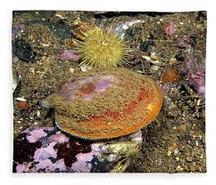 Image result for Placopecten magellanicus