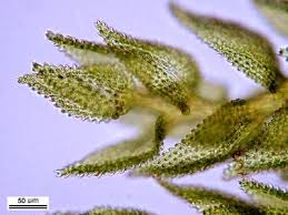 Attēlu rezultāti vaicājumam “Thuidium delicatulum”