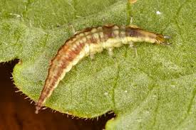 Attēlu rezultāti vaicājumam “Hemerobiidae”