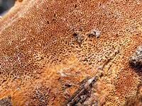 Attēlu rezultāti vaicājumam “Phellinus ferruginosus”