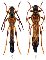 Attēlu rezultāti vaicājumam “Necydalis major”