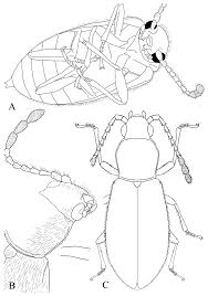 Attēlu rezultāti vaicājumam “Dasytes sp.”