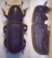 Attēlu rezultāti vaicājumam “Hylastes sp.”