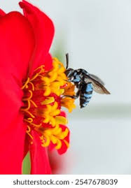 Attēlu rezultāti vaicājumam “Lamprotettix nitidulus”