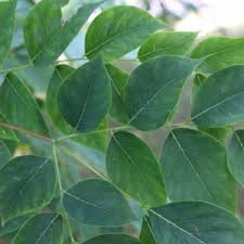 Attēlu rezultāti vaicājumam “Gymnocladus dioicus leaf”