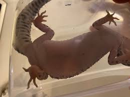 Image result for gravidity leopard gecko