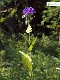 Attēlu rezultāti vaicājumam “Campanula glomerata leaf”