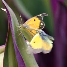 Attēlu rezultāti vaicājumam “Colias croceus underside”