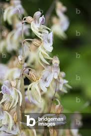 Attēlu rezultāti vaicājumam “Epipogium aphyllum”