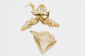 Attēlu rezultāti vaicājumam “Incurvaria praelatella”