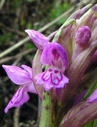 Attēlu rezultāti vaicājumam “Dactylorhiza cruenta flower”