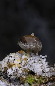 Attēlu rezultāti vaicājumam “Geastrum pectinatum”