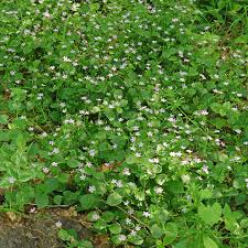 Attēlu rezultāti vaicājumam “Claytonia sibirica”