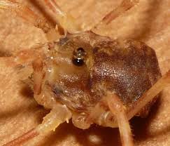 Attēlu rezultāti vaicājumam “Lophopilio palpinalis”