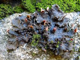 Attēlu rezultāti vaicājumam “Peltigera praetextata”