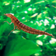 Attēlu rezultāti vaicājumam “Dytiscidae”