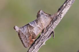 Attēlu rezultāti vaicājumam “Clostera pigra”