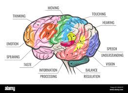 Image result for map of the brain